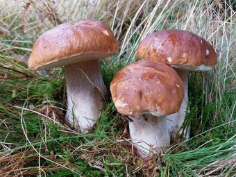 Sušené hríby smrekové, dubáky - 7