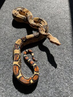 Veľhad kráľovský , Boa constrictor - 7