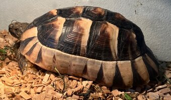 Testudo Marginata - 7