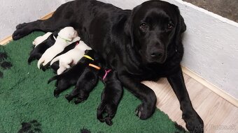 Labrador s PP žlté a čierne šteniatka - 7