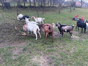 Predám dojné kozi - 7