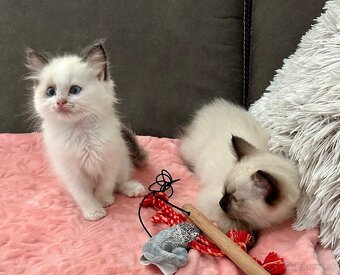 Ragdoll - 7
