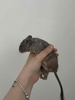 Osmak degu s klietkov - 7
