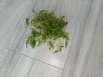 Akvarijné rastliny - 7