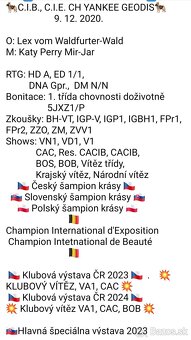 Německý ovčák s PP dlouhosrstá fenka - 7