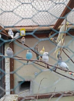 Predam korely a andulky - 7