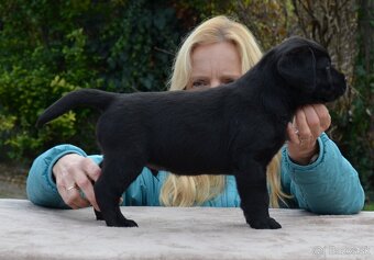 Labrador retriever šteniatka s PP - 7