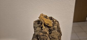 Pagekon riasnaty - 7