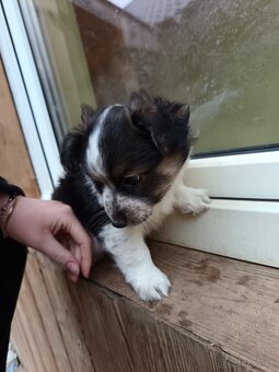 Ponúkam šteniatka - 7