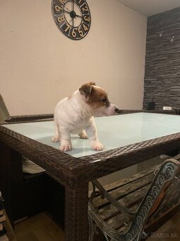 Jack russel terier - 7