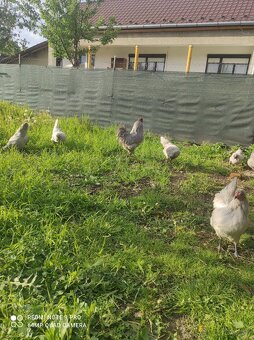 Araucana lavender , lakenfeldka, brahmanka - 7
