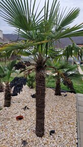 Sadenice mrazuvzdornej palmy Trachycarpus fortunei - 7