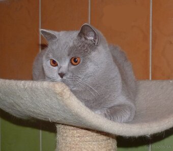 Britské mačiatka s PP - 7