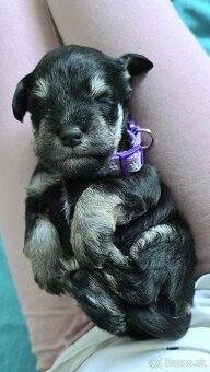 Malý čiernostrieborný bradáč s PP - 7