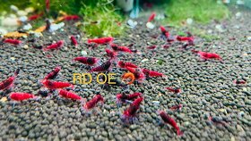 Red Crystal, Red Bee, Black Bee Krevetky Presov-Kosice - 7