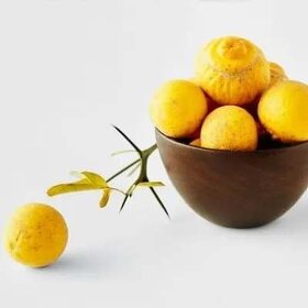 Citrónovníkovec trojlistý - vonku rastúci citrus do -27℃ - 7