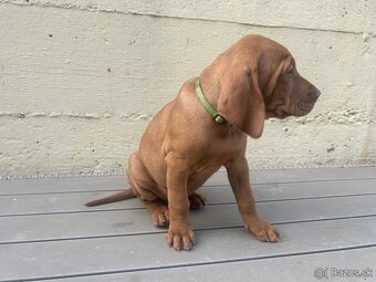 Madarska vyzla - steniatka - 7