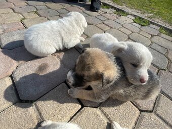 Máme na predaj šteniatka - 7