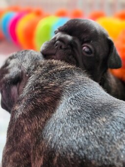 Francúzsky buldoček - 7