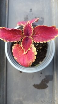 Coleus - 7
