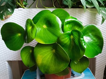 Peperomia - 7