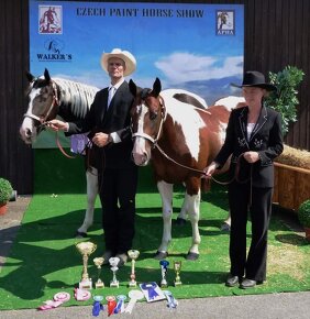 luxusní PAINT HORSE PLEMENÍK, DOUBLE HOMOZYGOT, import - 7