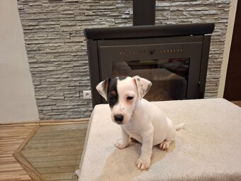 Jack russel terier - 7