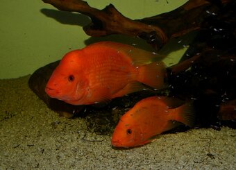 Americké cichlidy dovoz 9.11 RK-BB - 7