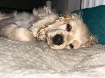 Americký kokerspaniel / kokeršpaniel / koker / kokršpaniel - 7