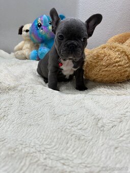 Francúzsky buldoček modré dievčatko - 7