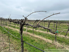 Krásny vinohrad na veľkom pozemku vo vinohradníckej obla - 7