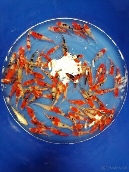 Koi kapre - 7