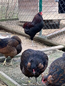 Araucana kuriatka - 7