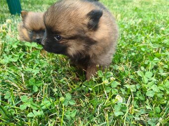 Pomeranian špic oranžovy šteňatá k odberu ihneď. - 7