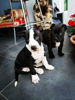 American Bully XL, šteniatka 8 týždňov - 7
