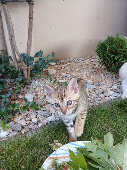 bengal bengalska macka bengalske maciatka - 7