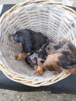 Jazvečík trpasličí - merle - 7