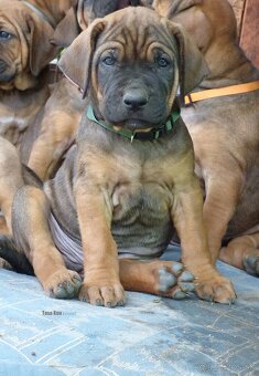 Tosa inu - nádherná štěňátka s PP - 7