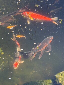 Buterfly koi ,Japonské koi kapre - 7