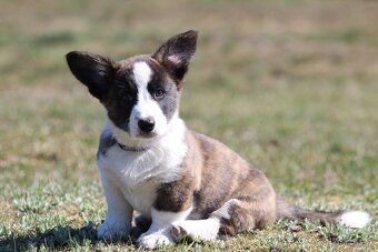 Welsh corgi cardigan štěňata - 7