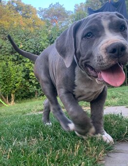 American Bully XL, Americký stafordšírský teriér, - 7