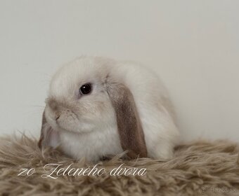 🎃🧡 minilop králiky🎃🧡 s vp - 7