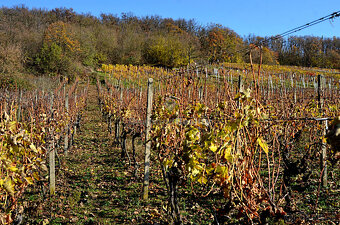 Záhradný domček s vinohradom - 7