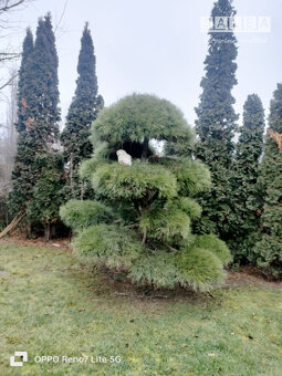 Výrazne znížená cena....Jedinečný rodinný dom v Šali/Veči - 7