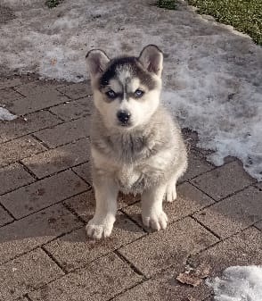 šteniatka Sibírsky Husky - 7