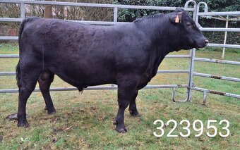 Plemenný býk Aberdeen Angus - vakcinovaný na Bluetongue - 7
