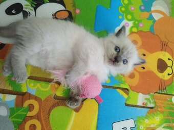 Ragdoll - 7