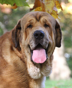 Španielsky mastin - kluci s PP - 7