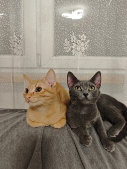 Darujem mačiatka - 7