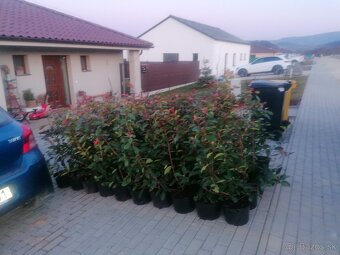 Tuja Smaragd, vavrínovec, červienka - Dolný Kubín - 7